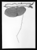 Herbold_Drawing