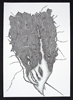 Herbold_Drawing